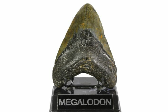 Fossil Megalodon Tooth - North Carolina #164881